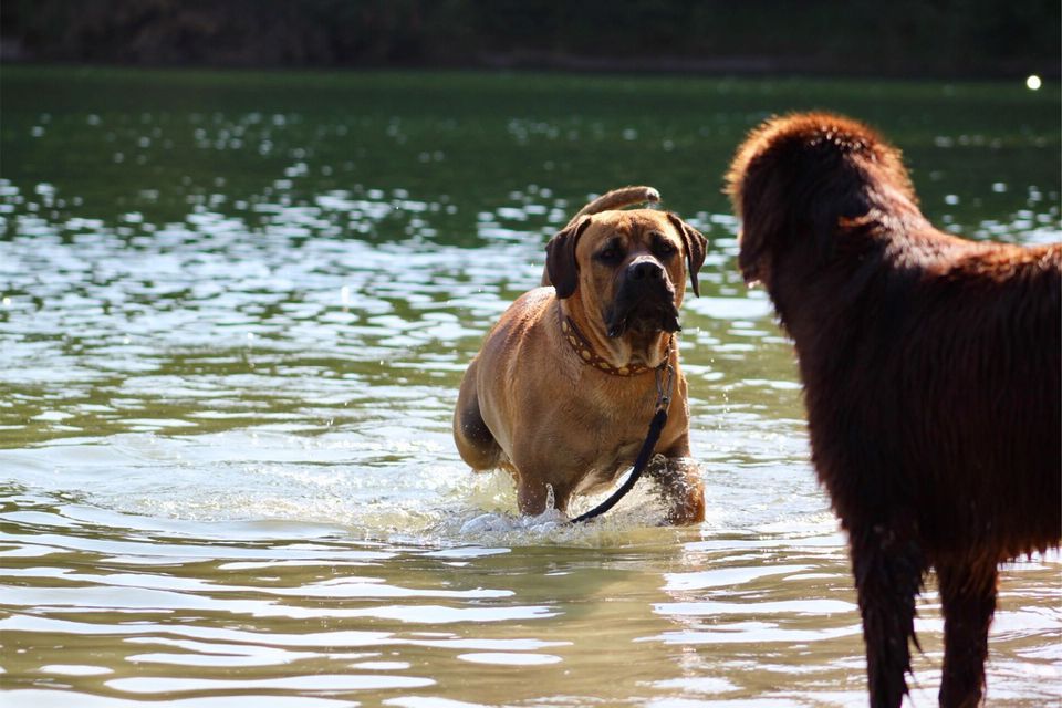 Twee honden in het water in Ellertshaar