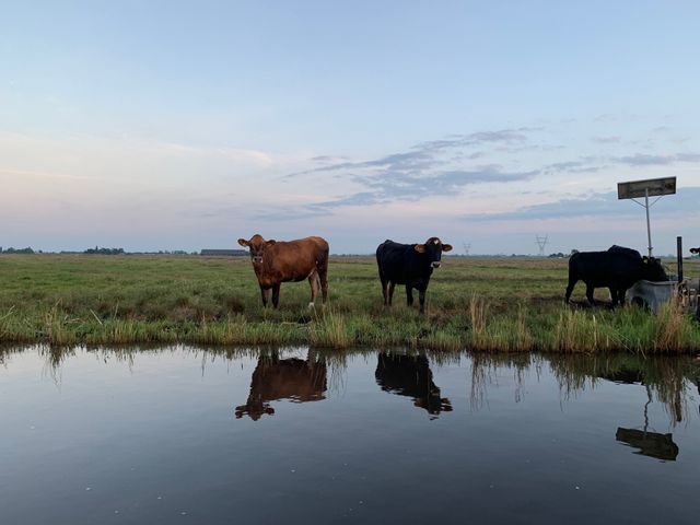 Koeien die in het weiland staan langs het water