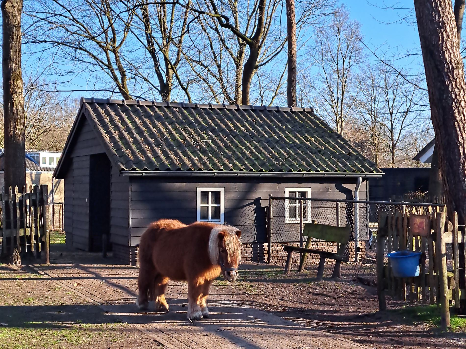Childrens farm ORO Rijtven Deurne - Pony