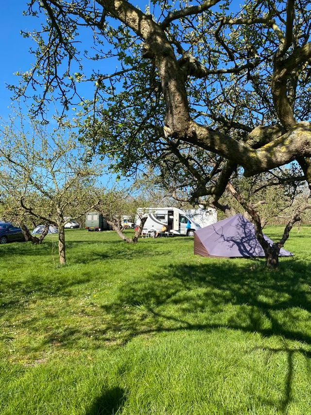 Camping in het fruit, een camping in de Beemster waar je slaapt tussen de boomgaard.