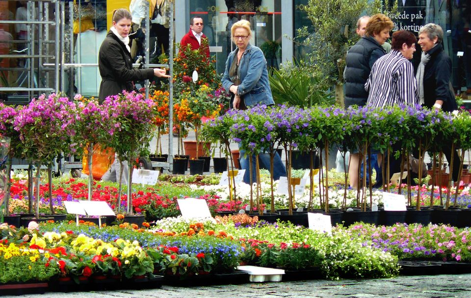 Foto van bloemen op de Geraniummarkt