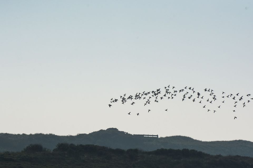 Vlieland Vliegende vogels over duinen