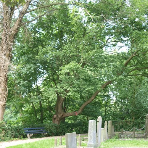 De Veldesdoorn op het oude kerkhof