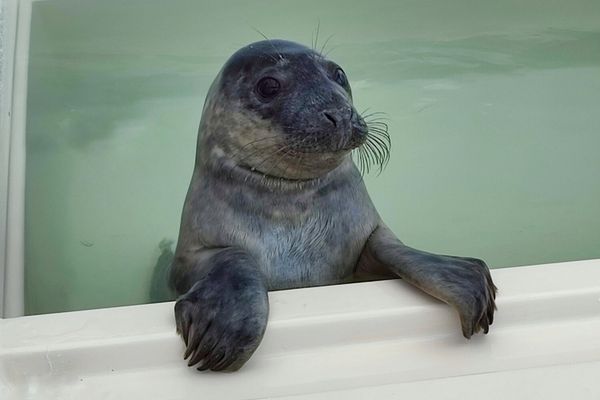 zeehond in A seal