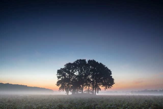 Grafheuvel met bomen voor zonsopkomst in de Drentse natuur.