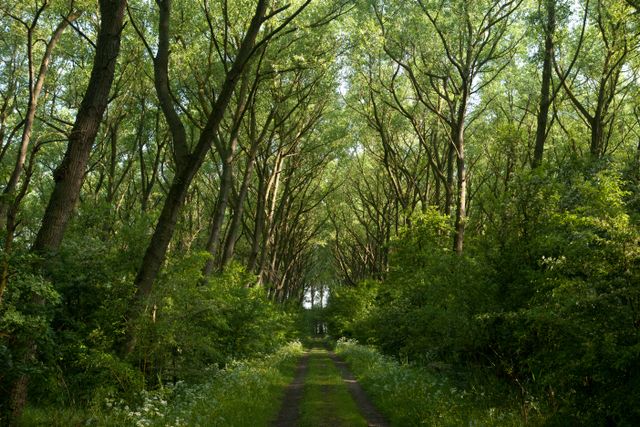 Een pad door de natuur van het Urkerbos in Flevoland