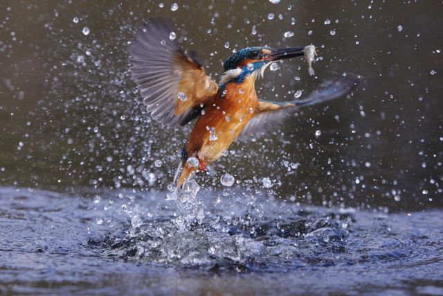 IJsvogel met vis in de bek met opspattend water Lepelaarplassen