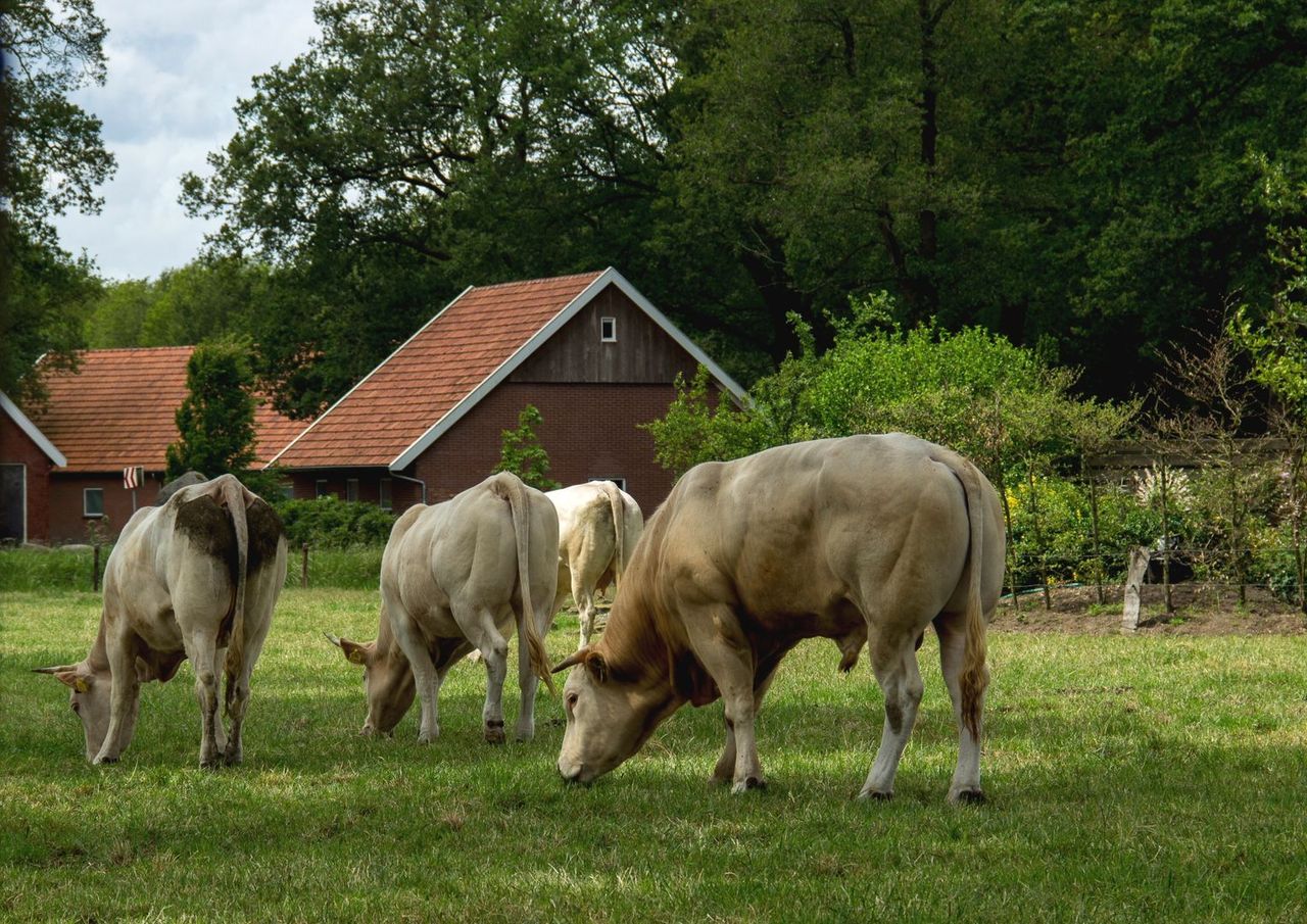 Kühe bei einem Bauernhof