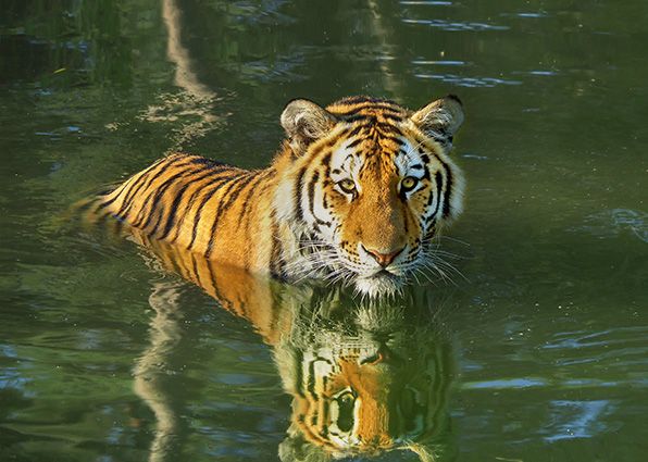 Een tijger in het water