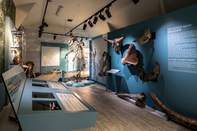 Een gangpad van een museum. Er staat een opgesteld skelet van een dier en aan de muur zijn oude botten bevestigd. Op Schokland in de Noordoostpolder.