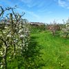 Kloostertuin Oosterbierum appelbomen in bloei