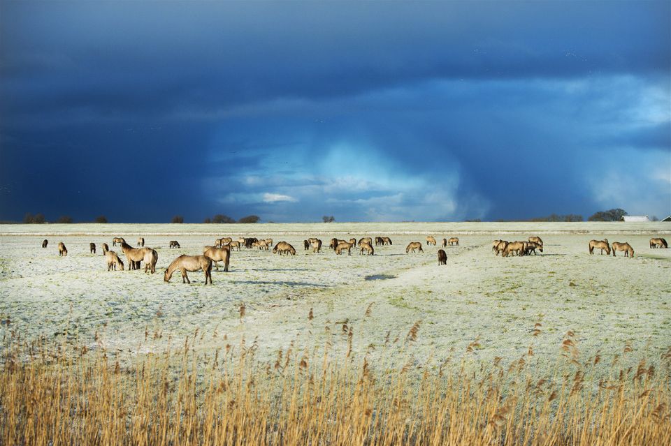 Konikpaarden die grazen in een uitgestrekt landschap bij het Lauwersmeer  met op de achtergrond een donkere dreigende lucht die nadert