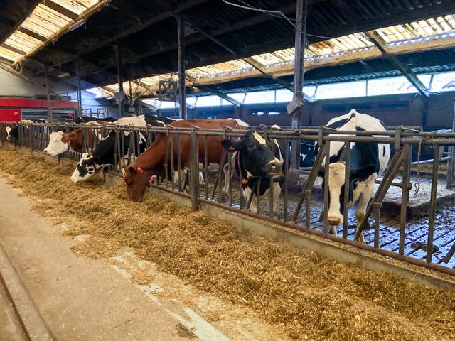 Koeien in de stal bij Kaasboerderij De Ruurhoeve in Hoogeloon.