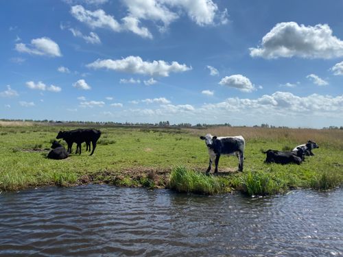 Koeien in het Ilperveld
