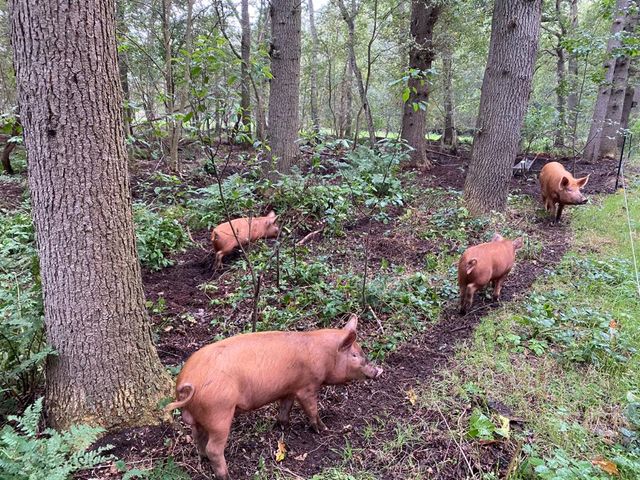 Varkens in het bos