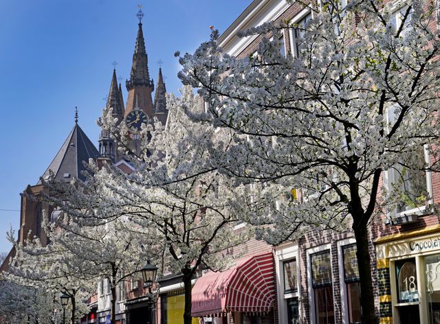 Bomen in de Choorstraat waarvan de bladeren wit zijn in het centrum van Delft