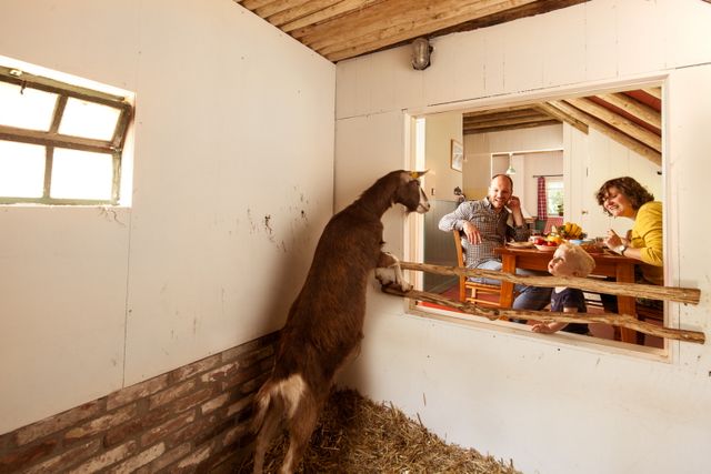 Een gezin ontbijt in een plaggenhut en kijkt naar een geit die met zijn voorpoten op een hekje staat.