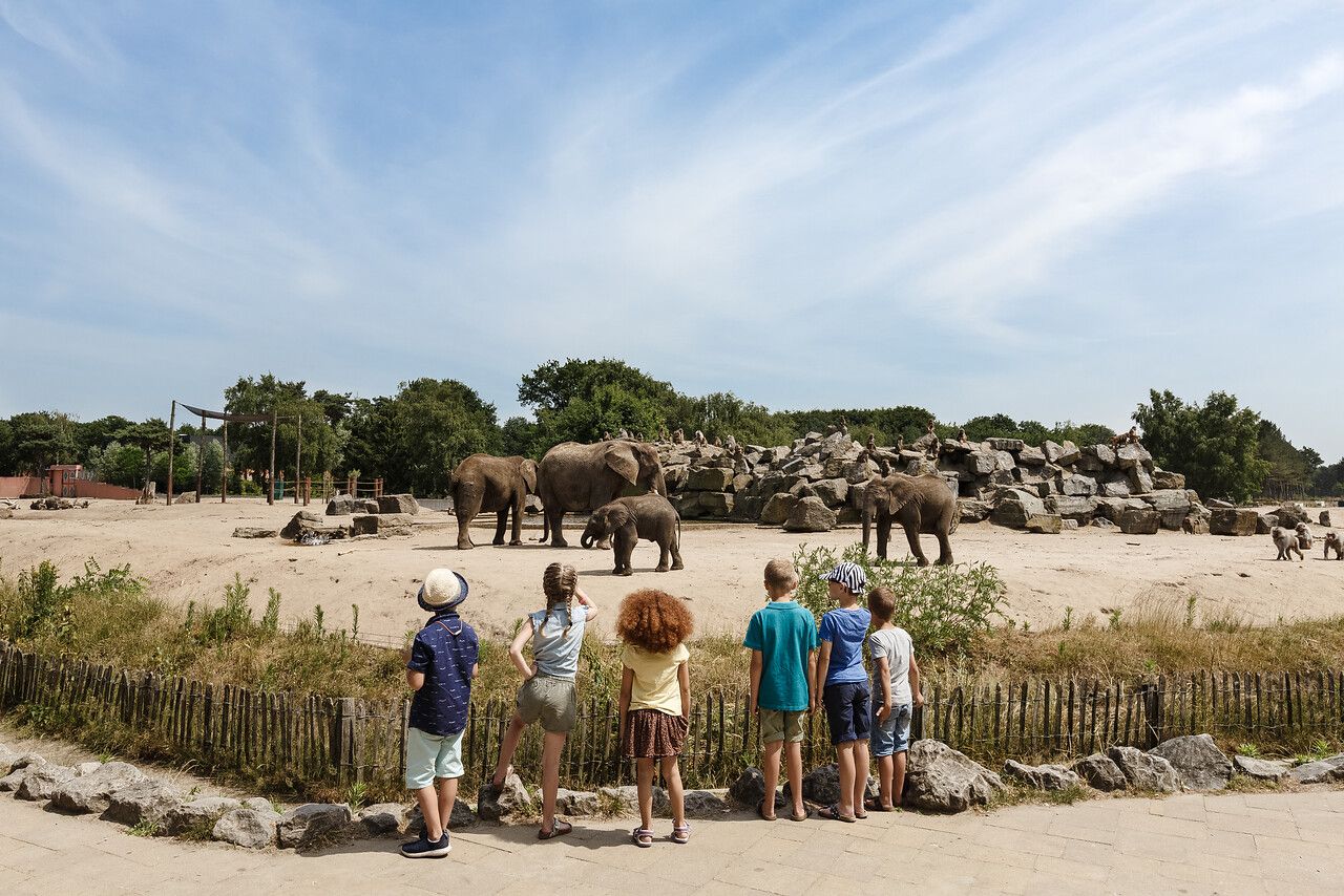 6 kinderen staan te kijken naar een kudde olifanten