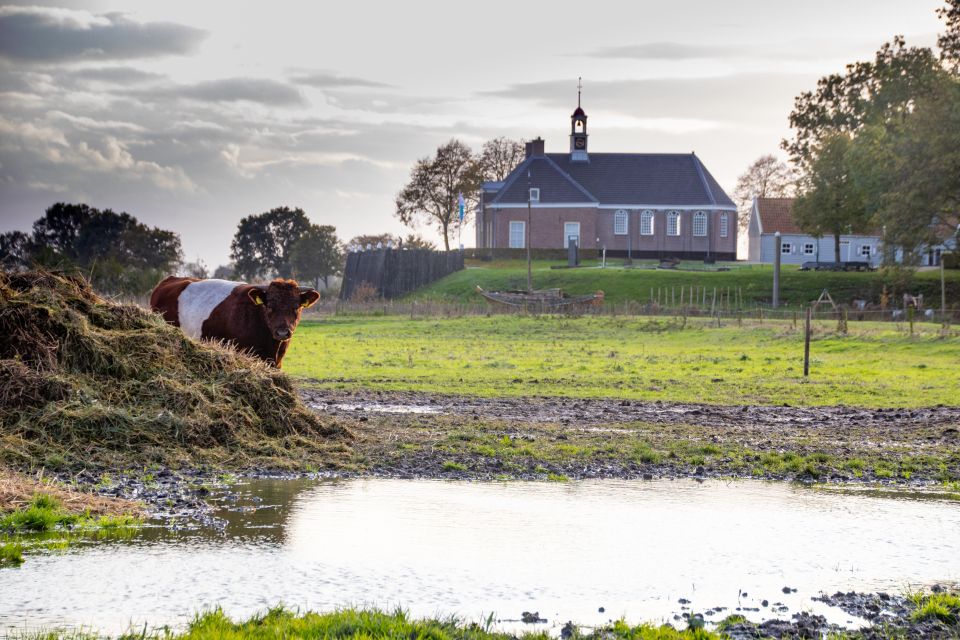 Een weiland met op de voorgrond een koe. Op de achtergrond staat de kerk van Schokland in de Noordoostpolder.