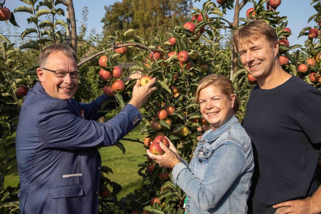 Twee mannen en een vrouw staan in een boomgaard appels te plukken, ze hebben appels in hun hand. In Kraggenburg in de Noordoostpolder.