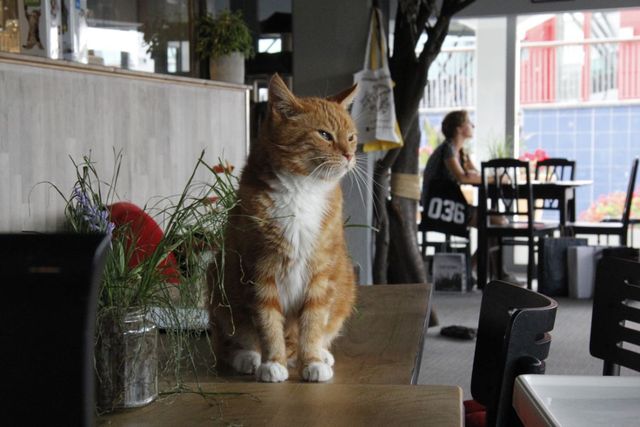 Kat bij kattencafe almere The coffee cat
