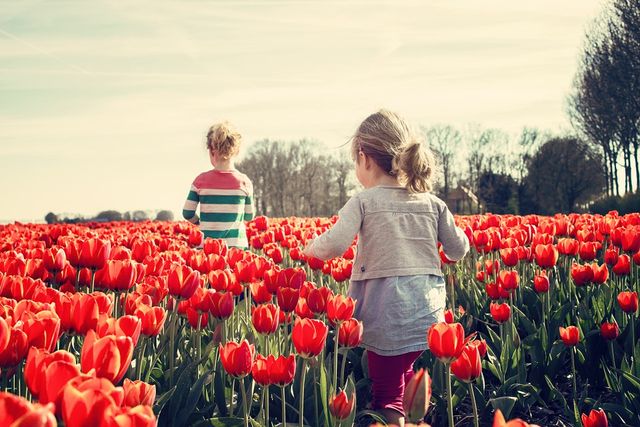 Children running in a tulip field