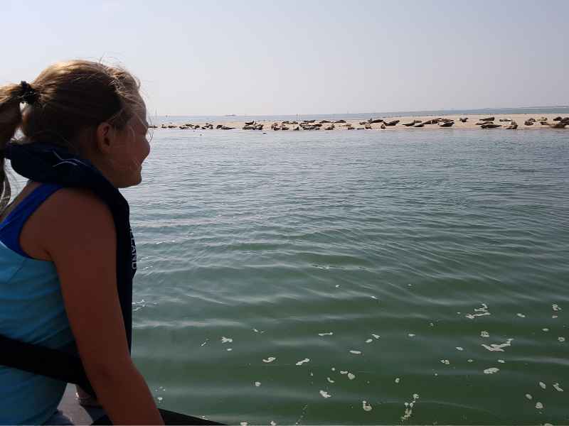 Meisje kijkt bij Vlieland naar zeehonden op een zandbank