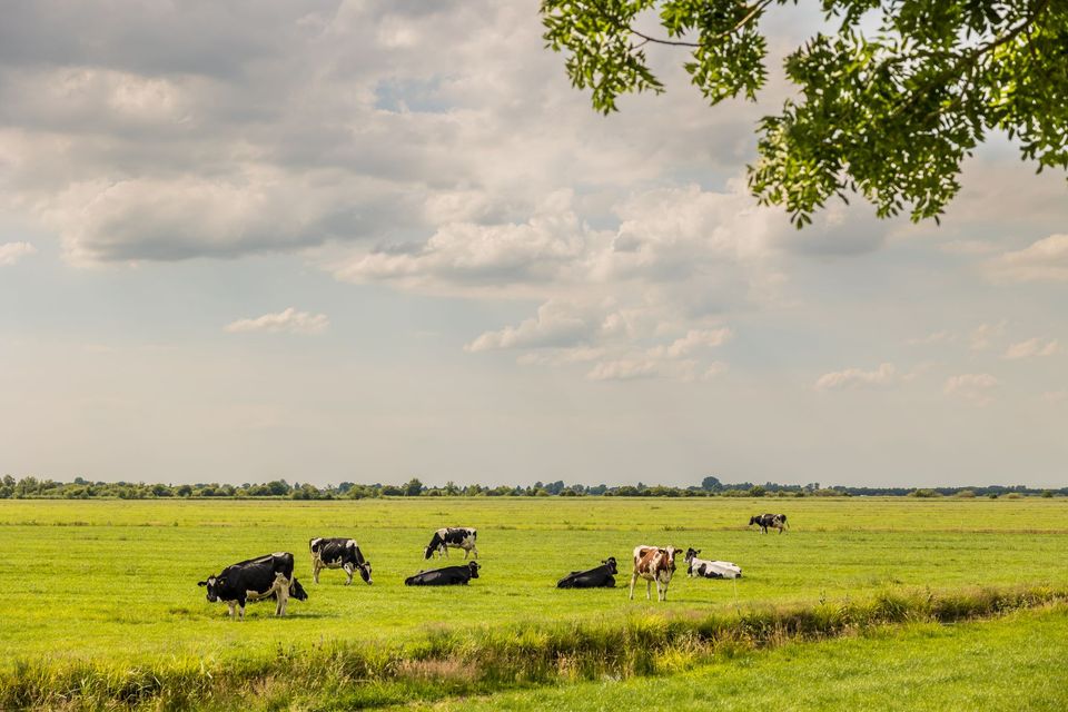 Friese weilanden met koeien in de buurt van Joure