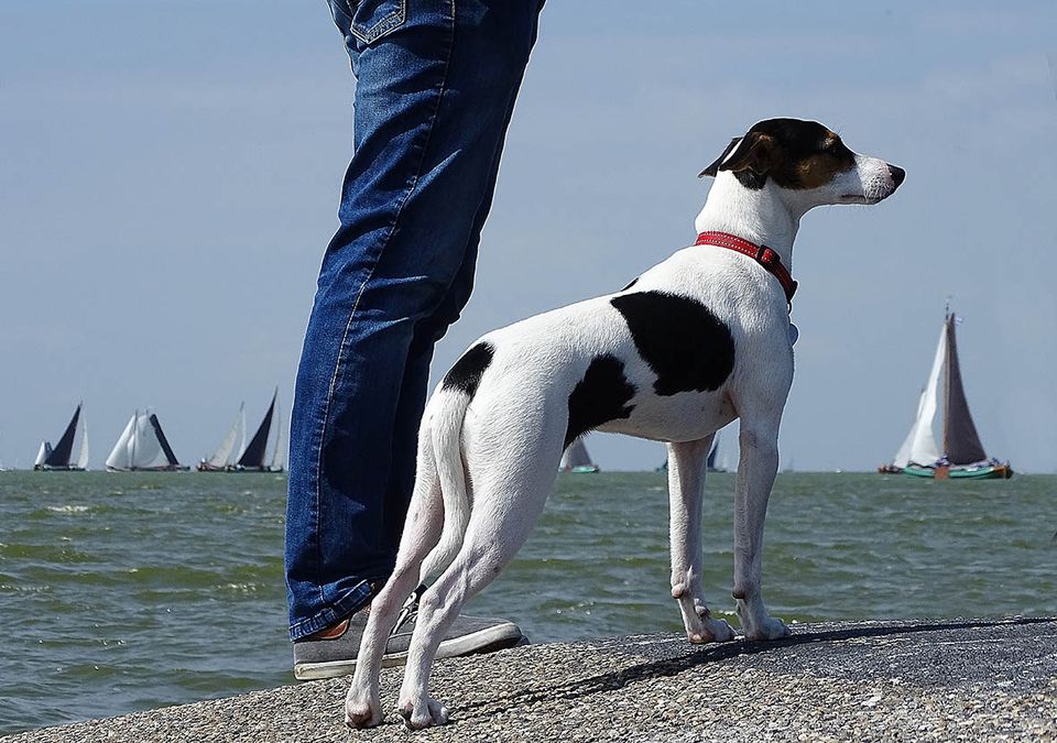 Een hond die bij het water staat in Lemmer.
