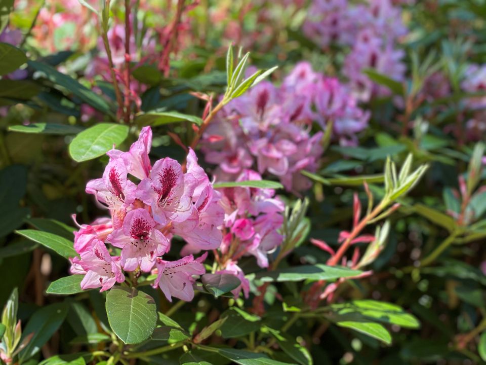 Rododendrons in bloei roze