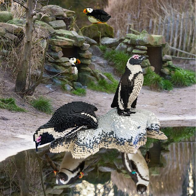 pinguin in AquaZoo
