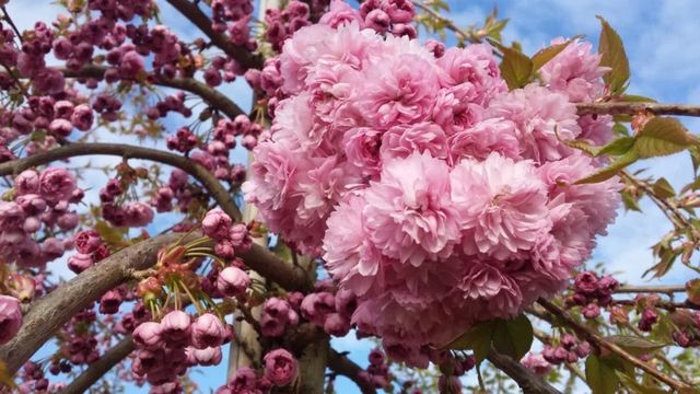 The flowers of a japanese ornamental cherry