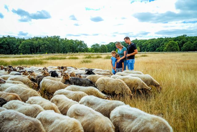 Zomaar tussen honderden schapen op de excursie