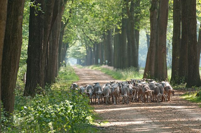 Een kudde schapen op een rechte laan omzoomd met bomen in de Koloniën van Weldadigheid in België.