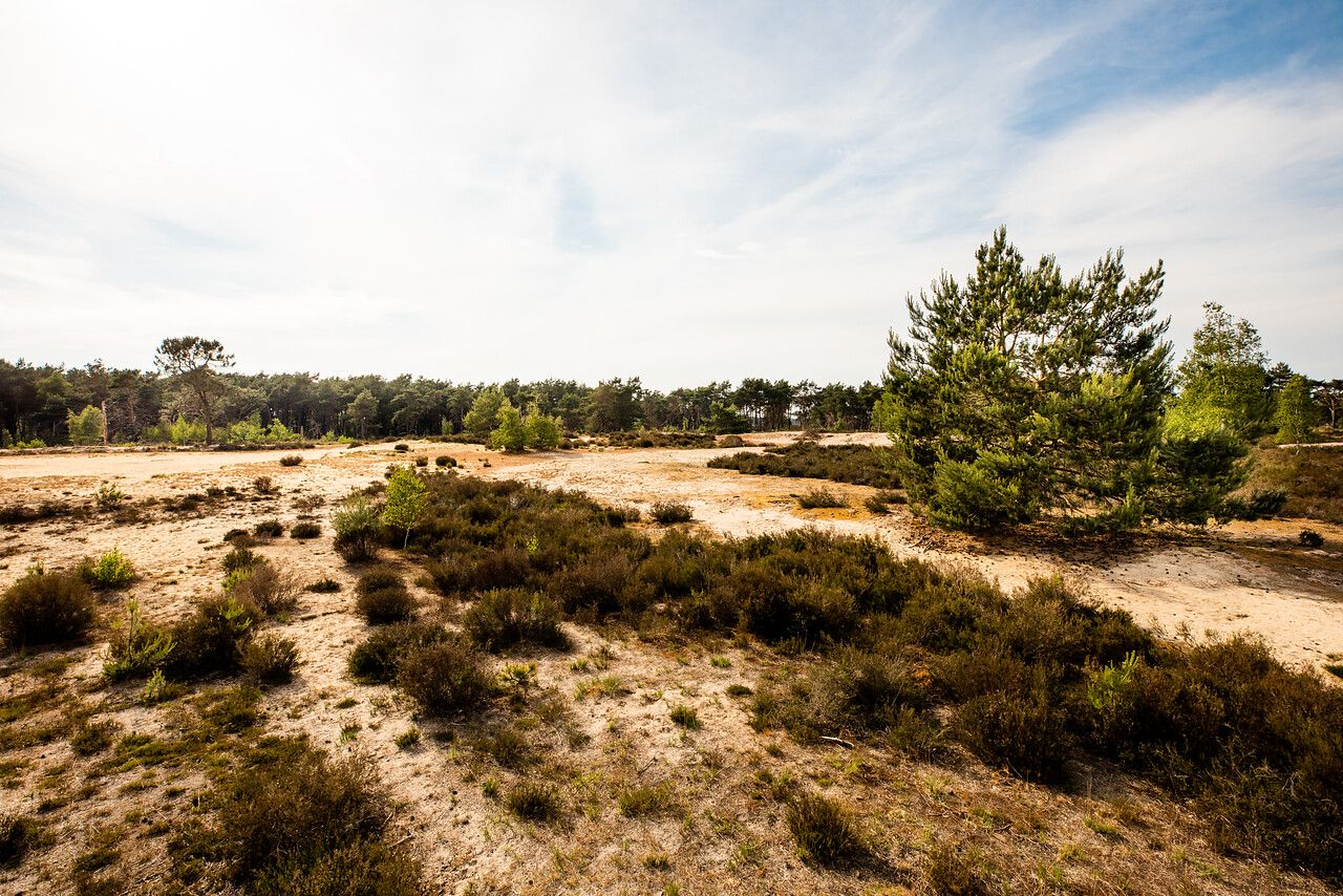 Een foto van de Kalmthoutse Heide.