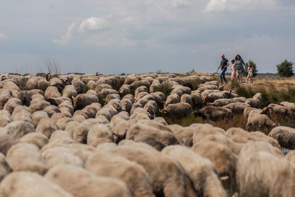 Eine Familie besucht die Schafe auf Nationalpark Dwingelderveld.