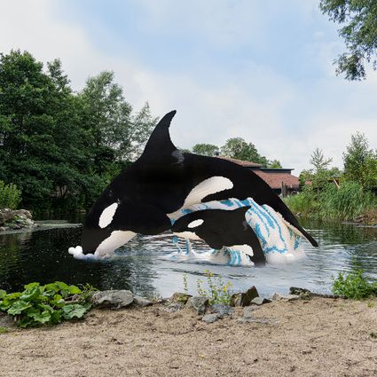 Bricks killer whale with cub jumps out of the water