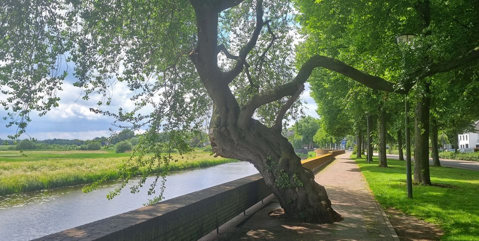 Foto van een Weichelseboom