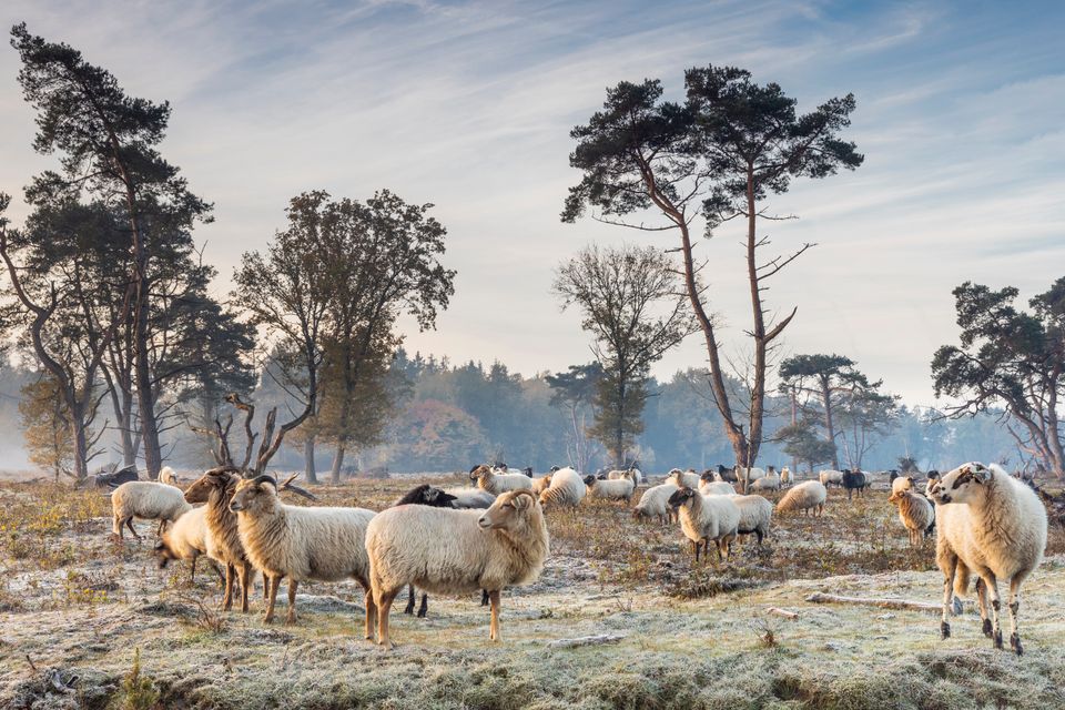 Kudde schapen in het Kniphorstbos in de winter.