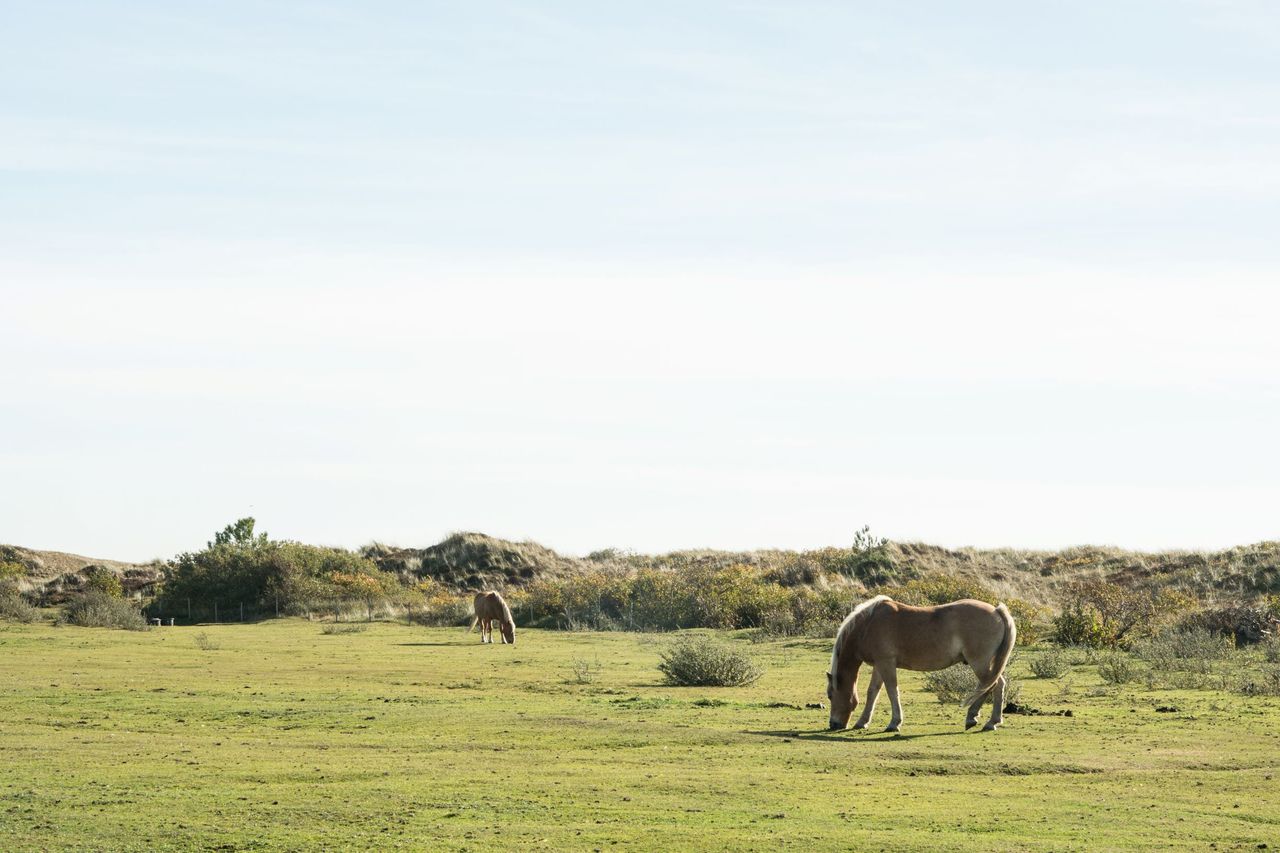 Paarden op wei in duinen Vlieland