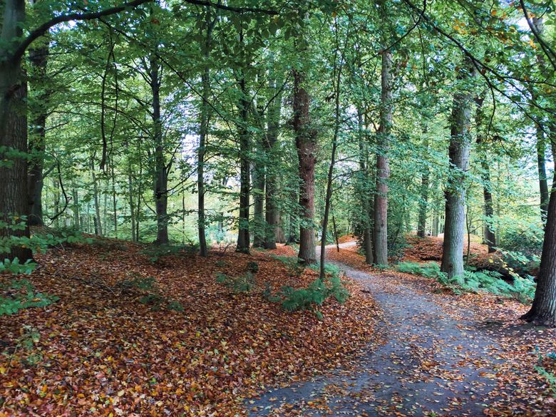 Kronkelend pad door een bos vol bladeren