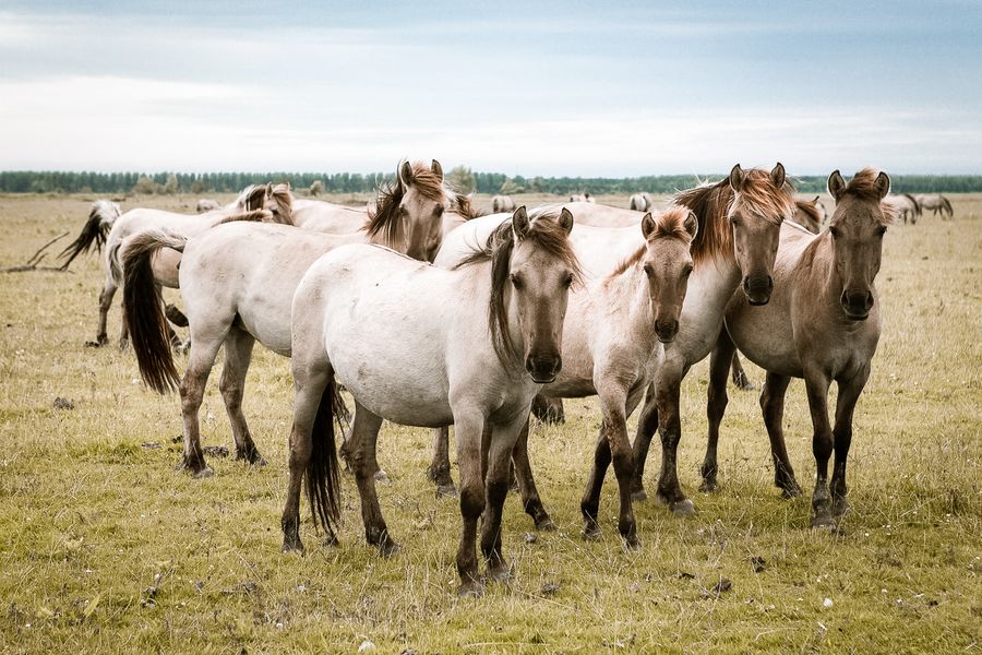 Konikpaarden in de Horsterwold natuurgebied in Flevoland