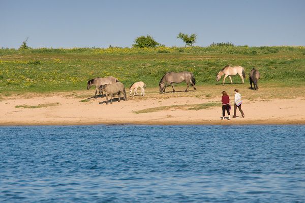 Konikpaarden aan het Pannerdensch Kanaal
