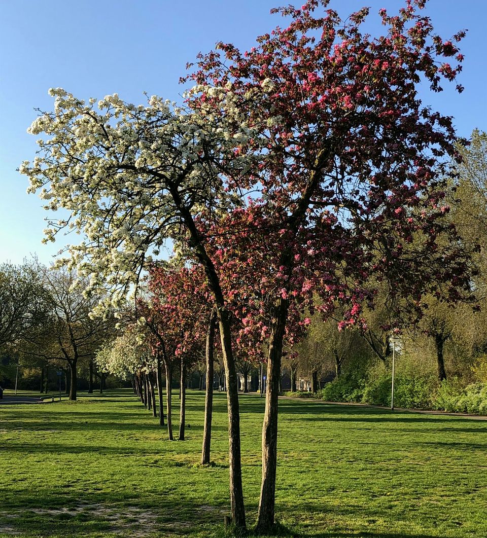 Blossom trees Peelrandbreuk Deurne