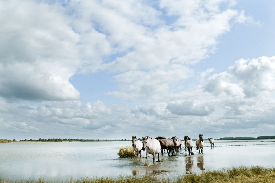 Lauwersmeer-nationaal-park-dieren-paarden