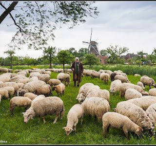 Grazende kudde en herder in stadspark Montfoort