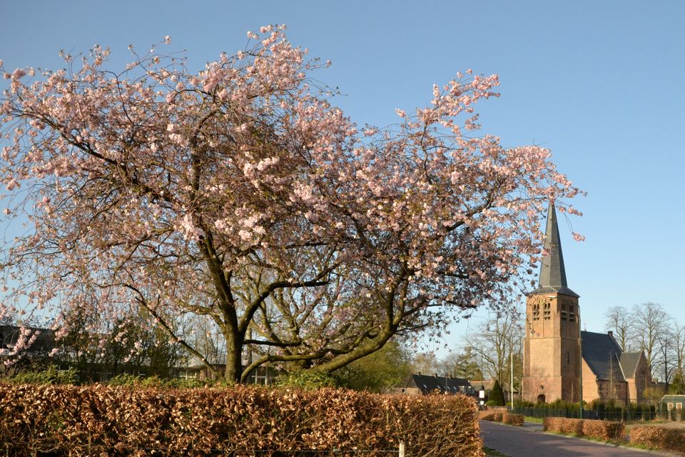 het oude kerkje met een bloesemboom op de voorgrond