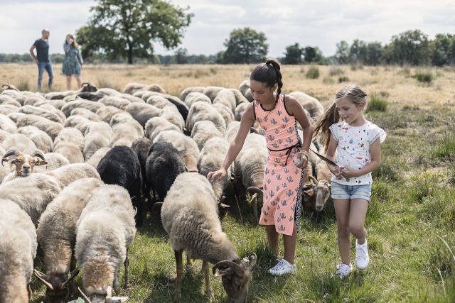 Twee meisjes aaien schapen die ze tegen kwamen tijdens de wandeling met hun ouders in het Drentse natuurgebied.