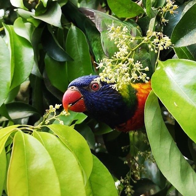 Een vogel in de vlindertuin Klein Costa Rica