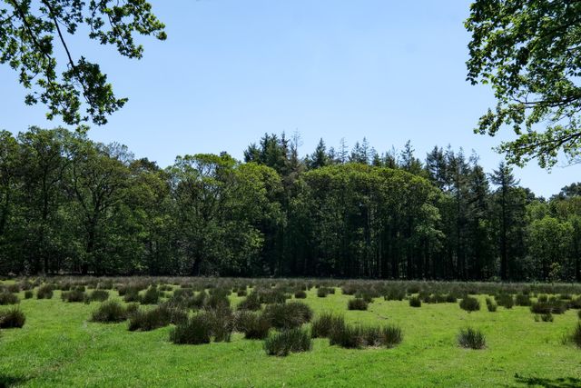 Natuurgebied de Pannenhoef in West-Brabant
